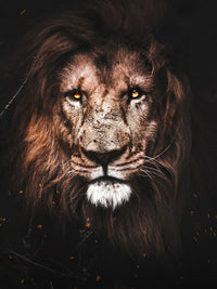 Wise Lion Wall Art