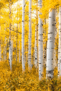 Yellow Forest Wall Art