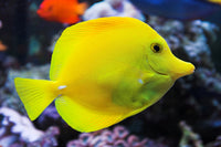 Yellow Tang Wall Art