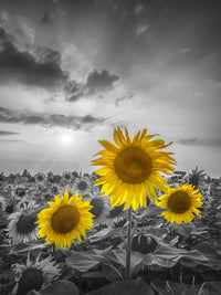 Yellow pop sunflowers Wall Art