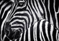 Zebra Wall Art