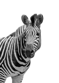 Zebra Grayscale Wall Art