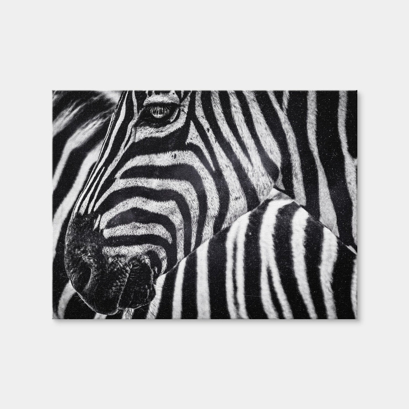 AUTO-MOCKUP WHITE | Zebra | 1 Piece | Gallery Wrap Canvas | group=4x3
