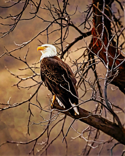 bald eagle Wall Art