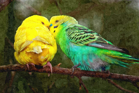 budgie snuggles Wall Art