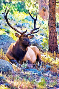 bull elk Wall Art