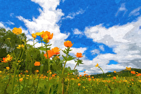 california poppies under the blue skies Wall Art