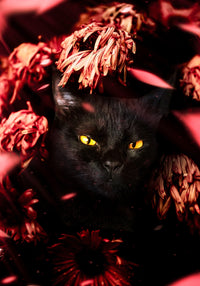 cat black petals Wall Art