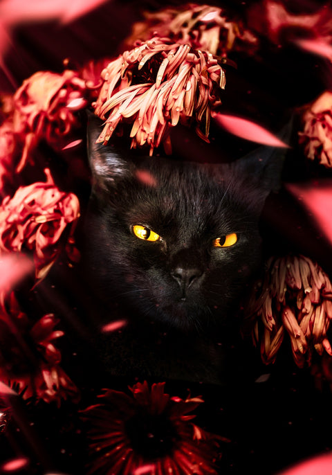 cat black petals Wall Art