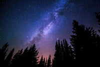 conifers reaching to milky way Wall Art