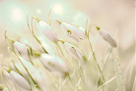 enchanting snowdrops Wall Art