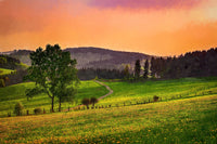 evening pasture Wall Art