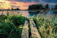 evening swim Wall Art