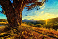 gnarled tree at sunset Wall Art