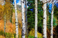 hillside aspen grove Wall Art