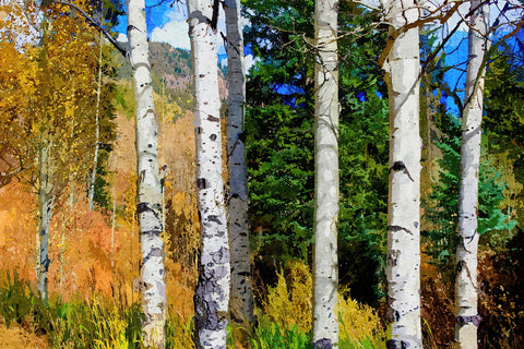 hillside aspen grove Wall Art