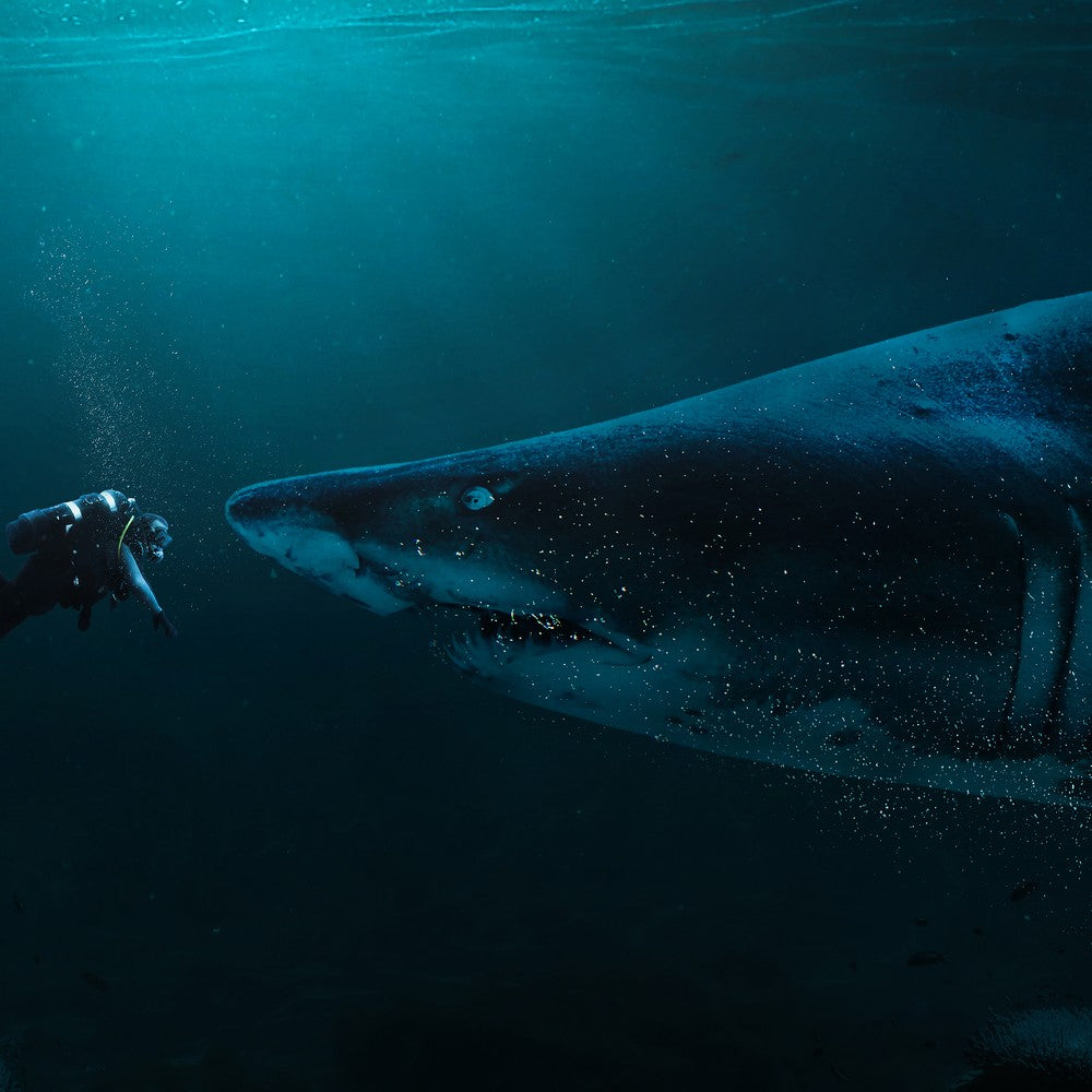Aquatic