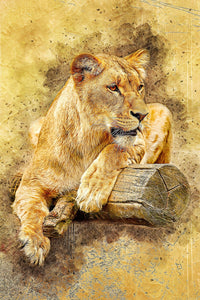 lioness at rest Wall Art