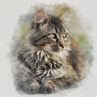 maine coon cat Wall Art