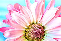 pink dahlia Wall Art
