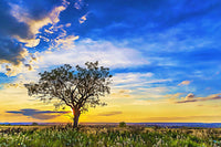 solitary tree at sundown Wall Art