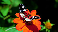 vibrant butterfly Wall Art