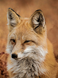 watchful fox Wall Art
