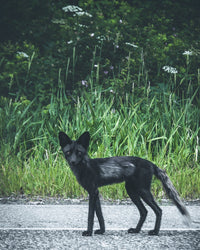 wildlife northern bc Wall Art