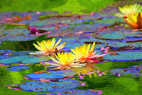 yellow water lillies Wall Art